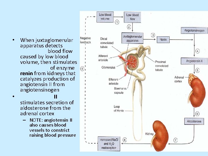  • When juxtaglomerular apparatus detects blood flow caused by low blood volume, then