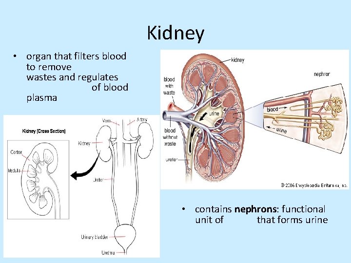 Urinary System Functions Maintains homeostasis in blood by