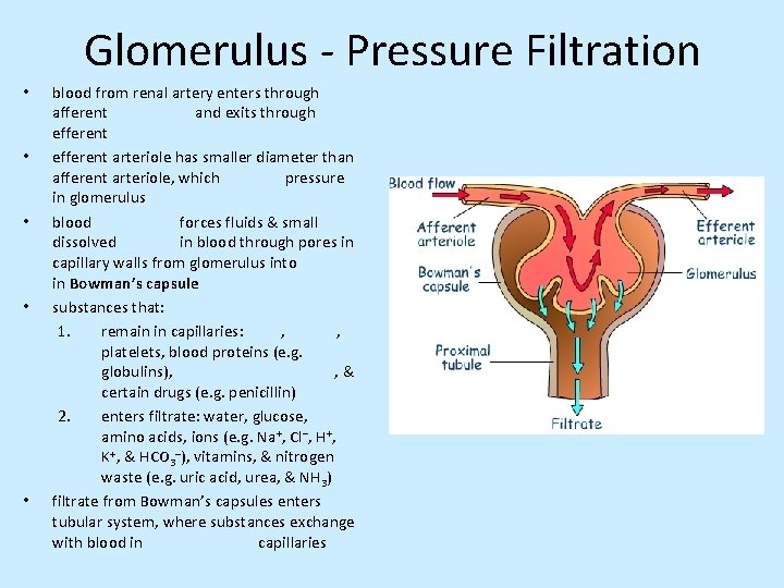 Glomerulus - Pressure Filtration • • • blood from renal artery enters through afferent