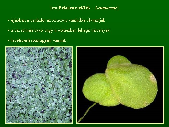 [cs: Békalencsefélék – Lemnaceae] • újabban a családot az Araceae családba olvasztják • a