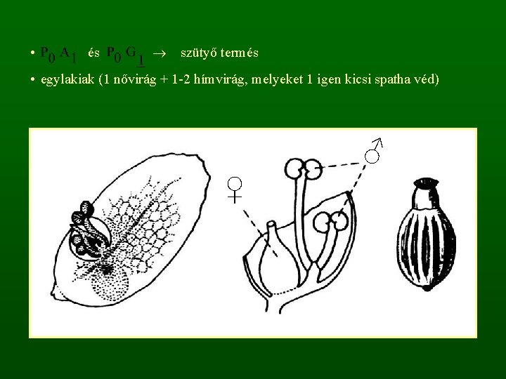  • és szütyő termés • egylakiak (1 nővirág + 1 -2 hímvirág, melyeket