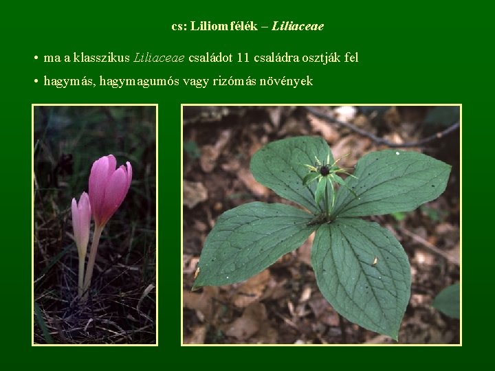 cs: Liliomfélék – Liliaceae • ma a klasszikus Liliaceae családot 11 családra osztják fel