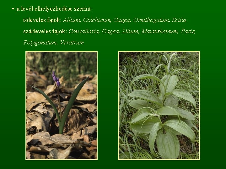  • a levél elhelyezkedése szerint tőleveles fajok: Allium, Colchicum, Gagea, Ornithogalum, Scilla szárleveles