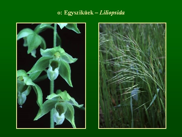 o: Egyszikűek – Liliopsida 