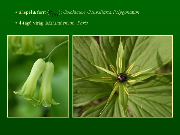  • a lepel ± forrt ( ): Colchicum, Convallaria, Polygonatum • 4 -tagú