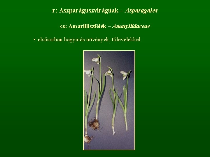 r: Aszparáguszvirágúak – Asparagales cs: Amarilliszfélék – Amaryllidaceae • elsősorban hagymás növények, tőlevelekkel 