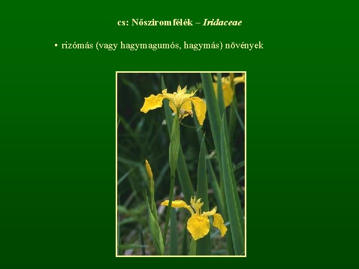 cs: Nősziromfélék – Iridaceae • rizómás (vagy hagymagumós, hagymás) növények 