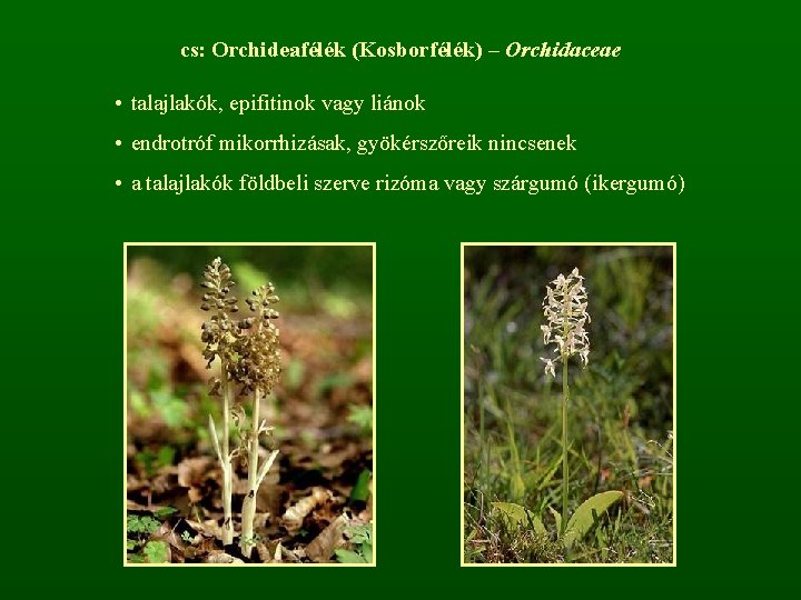 cs: Orchideafélék (Kosborfélék) – Orchidaceae • talajlakók, epifitinok vagy liánok • endrotróf mikorrhizásak, gyökérszőreik