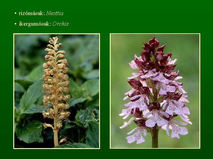  • rizómásak: Neottia • ikergumósak: Orchis 