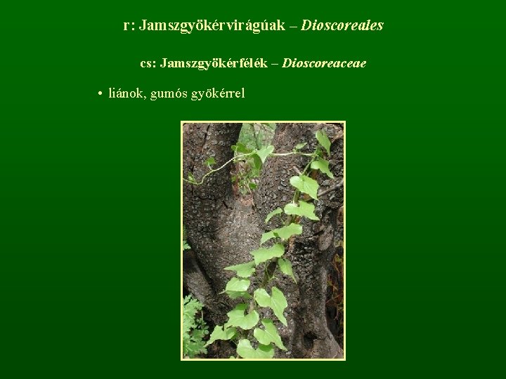 r: Jamszgyökérvirágúak – Dioscoreales cs: Jamszgyökérfélék – Dioscoreaceae • liánok, gumós gyökérrel 