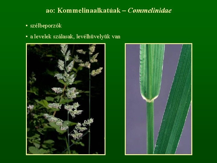 ao: Kommelinaalkatúak – Commelinidae • szélbeporzók • a levelek szálasak, levélhüvelyük van 