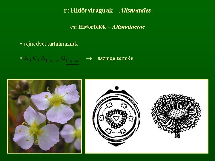 r: Hídőrvirágúak – Alismatales cs: Hídőrfélék – Alismataceae • tejnedvet tartalmaznak • aszmag termés