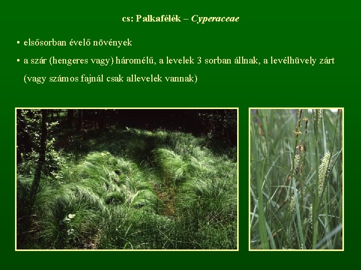 cs: Palkafélék – Cyperaceae • elsősorban évelő növények • a szár (hengeres vagy) háromélű,