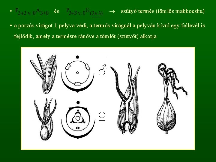  • és szütyő termés (tömlős makkocska) • a porzós virágot 1 pelyva védi,