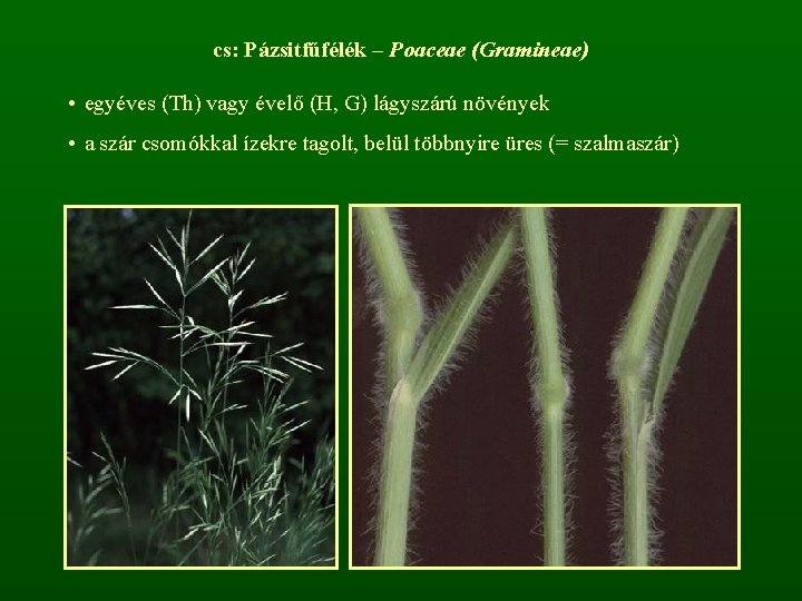 cs: Pázsitfűfélék – Poaceae (Gramineae) • egyéves (Th) vagy évelő (H, G) lágyszárú növények