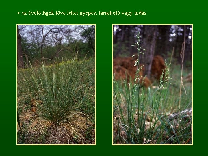  • az évelő fajok töve lehet gyepes, tarackoló vagy indás 