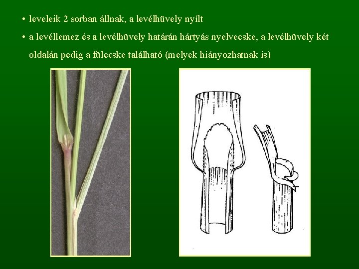  • leveleik 2 sorban állnak, a levélhüvely nyílt • a levéllemez és a