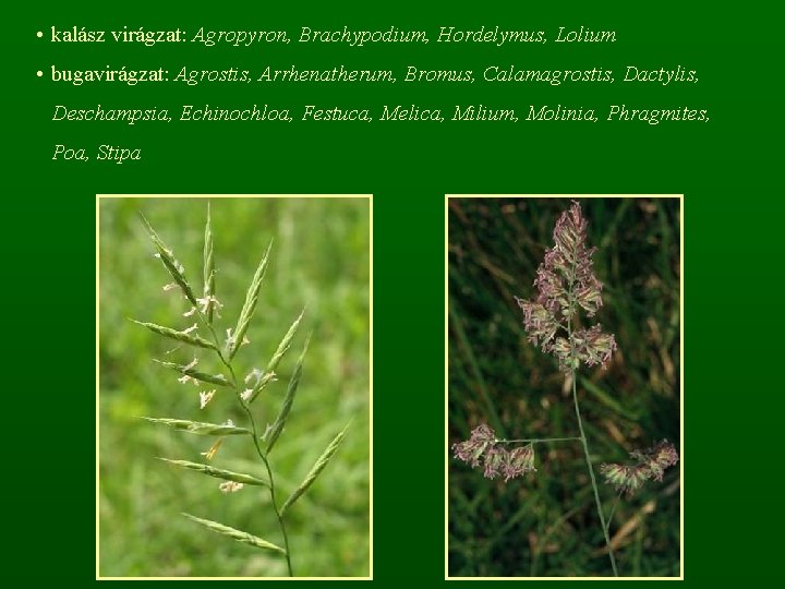  • kalász virágzat: Agropyron, Brachypodium, Hordelymus, Lolium • bugavirágzat: Agrostis, Arrhenatherum, Bromus, Calamagrostis,