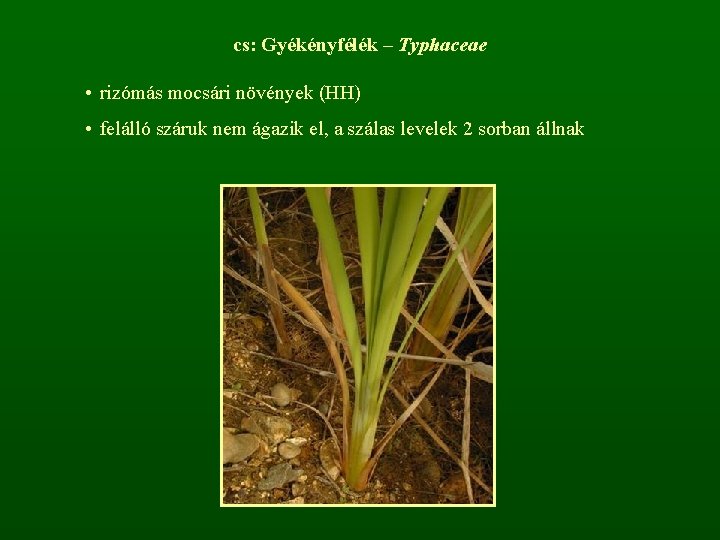 cs: Gyékényfélék – Typhaceae • rizómás mocsári növények (HH) • felálló száruk nem ágazik