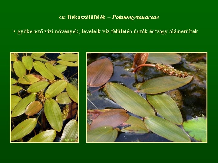 cs: Békaszőlőfélék – Potamogetonaceae • gyökerező vízi növények, leveleik víz felületén úszók és/vagy alámerültek