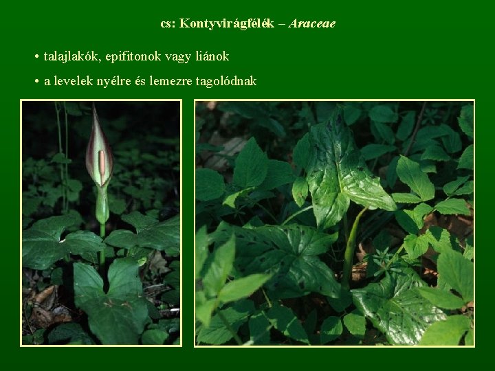 cs: Kontyvirágfélék – Araceae • talajlakók, epifitonok vagy liánok • a levelek nyélre és