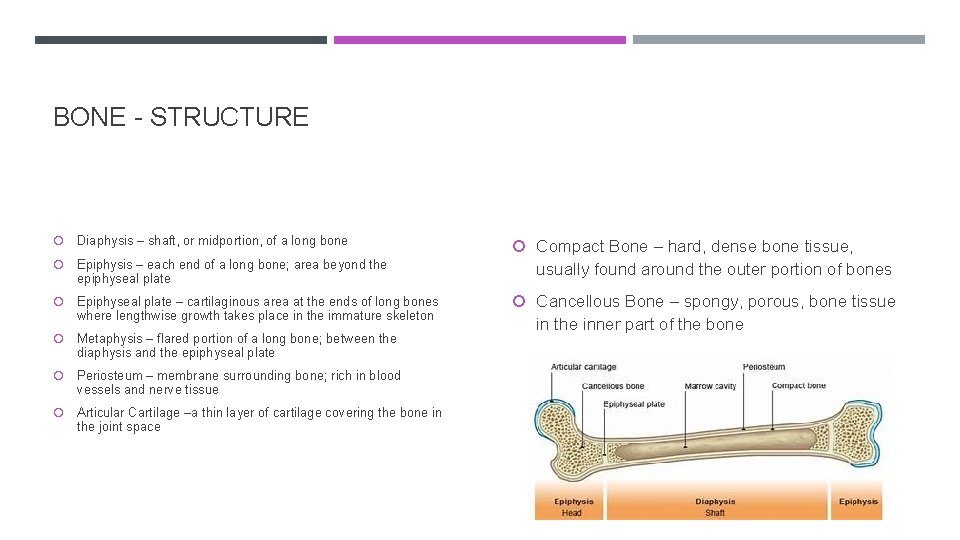 MUSCULOSKELETAL SYSTEM INTRODUCTION Bones Framework movement and protection