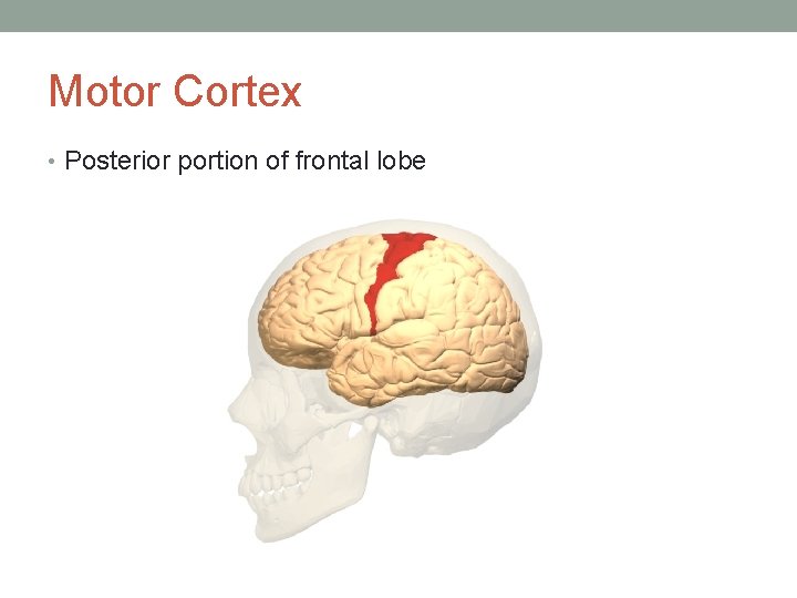 Motor Cortex • Posterior portion of frontal lobe 