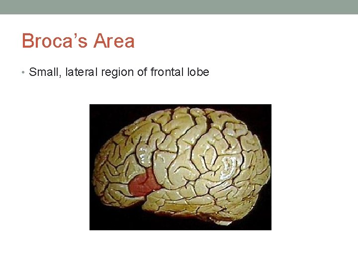 Broca’s Area • Small, lateral region of frontal lobe 