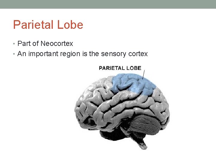 Parietal Lobe • Part of Neocortex • An important region is the sensory cortex
