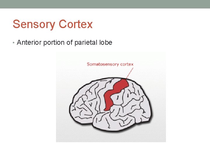 Sensory Cortex • Anterior portion of parietal lobe 