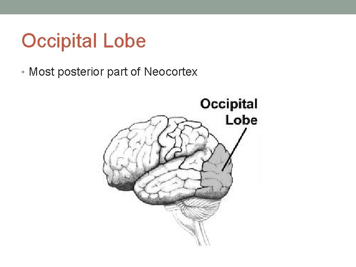 Occipital Lobe • Most posterior part of Neocortex 