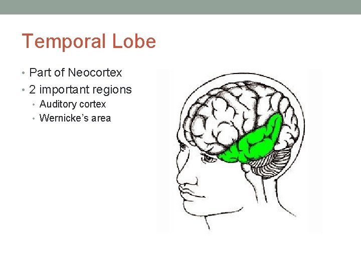 Temporal Lobe • Part of Neocortex • 2 important regions • Auditory cortex •