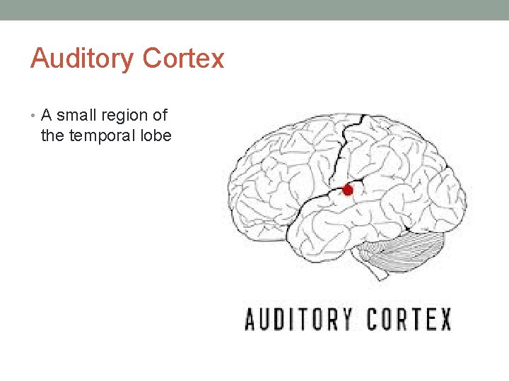 Auditory Cortex • A small region of the temporal lobe 