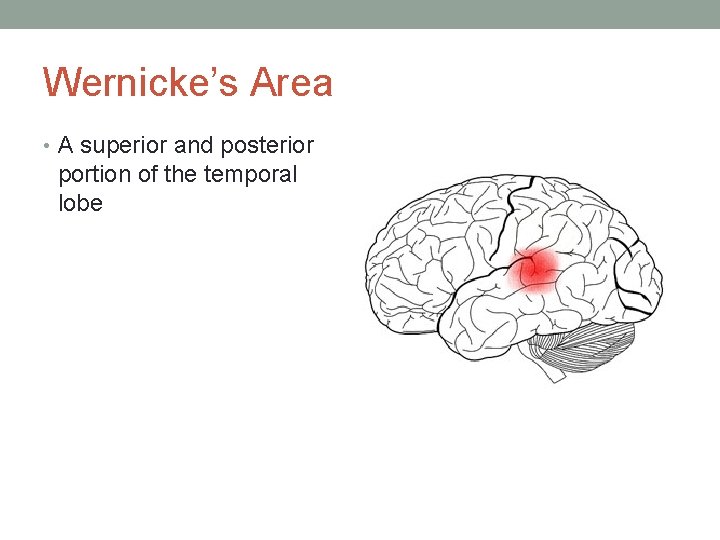 Wernicke’s Area • A superior and posterior portion of the temporal lobe 