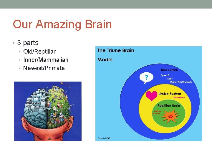 Our Amazing Brain • 3 parts • Old/Reptilian • Inner/Mammalian • Newest/Primate 