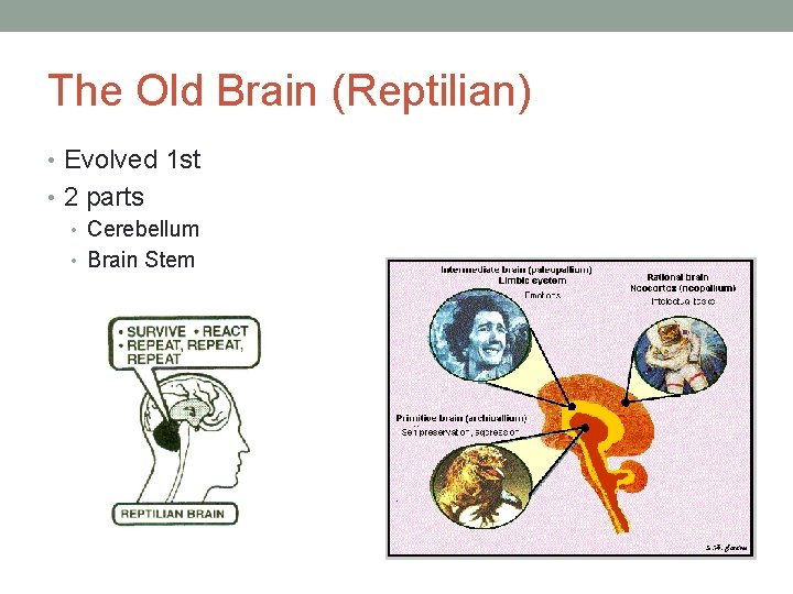 The Old Brain (Reptilian) • Evolved 1 st • 2 parts • Cerebellum •
