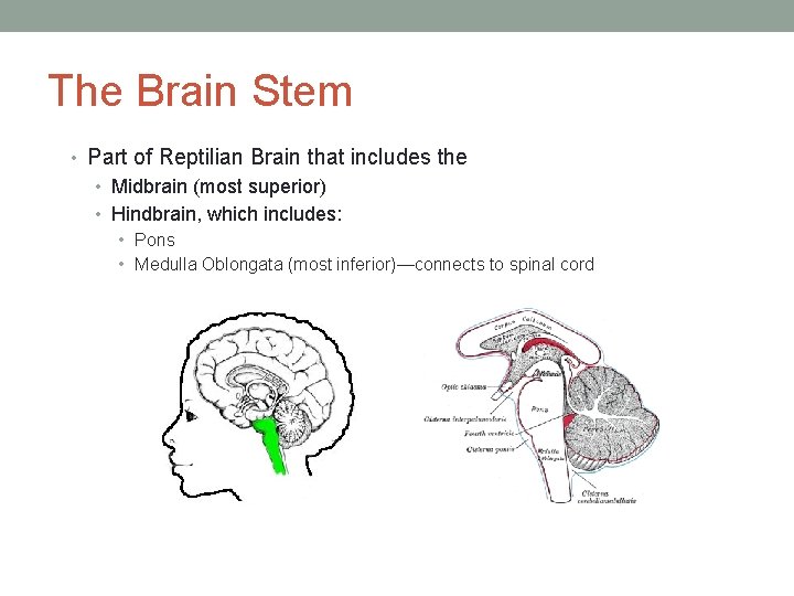 The Brain Stem • Part of Reptilian Brain that includes the • Midbrain (most