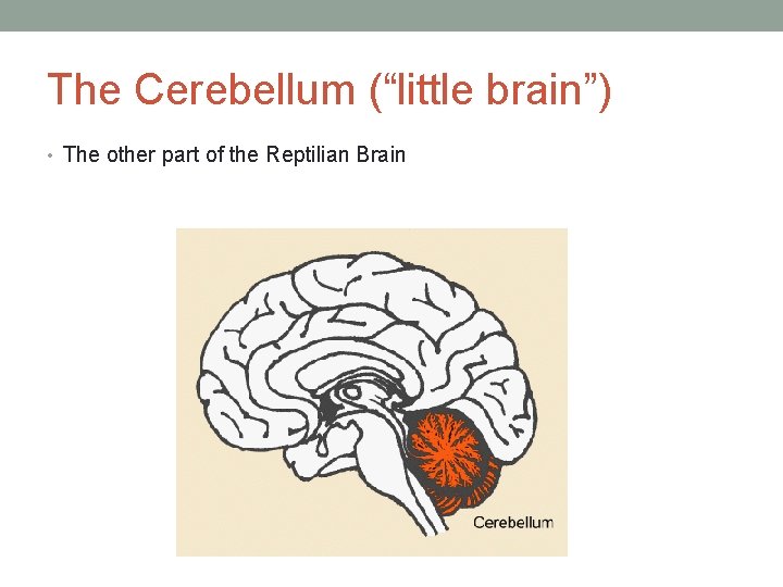 The Cerebellum (“little brain”) • The other part of the Reptilian Brain 