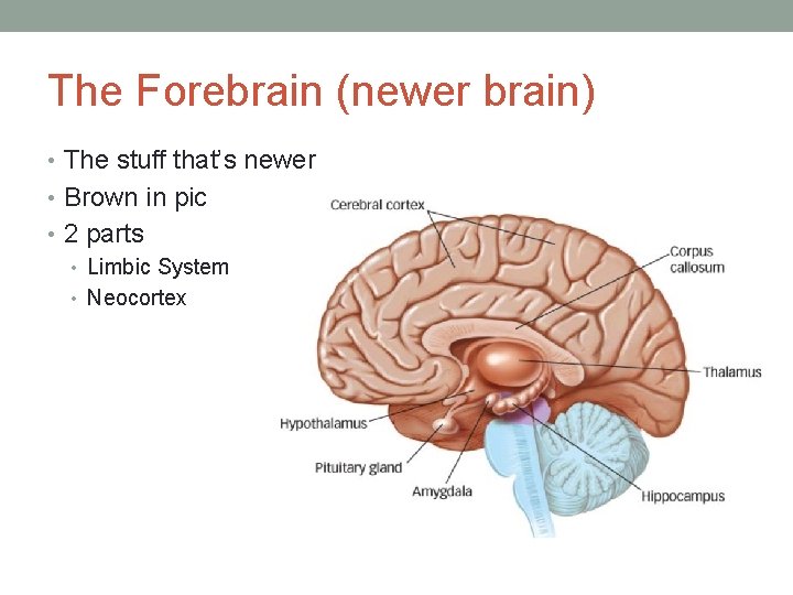 The Forebrain (newer brain) • The stuff that’s newer • Brown in pic •