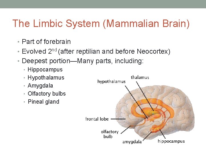 The Limbic System (Mammalian Brain) • Part of forebrain • Evolved 2 nd (after