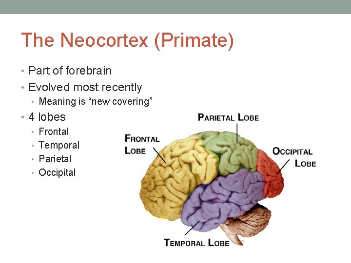 The Neocortex (Primate) • Part of forebrain • Evolved most recently • Meaning is