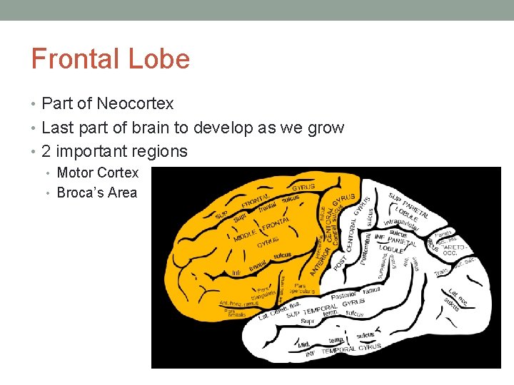 Frontal Lobe • Part of Neocortex • Last part of brain to develop as