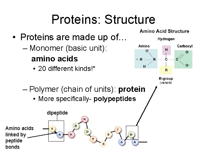 Proteins: Structure • Proteins are made up of… – Monomer (basic unit): amino acids