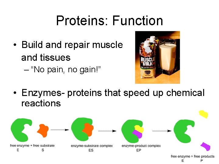 Proteins: Function • Build and repair muscle and tissues – “No pain, no gain!”