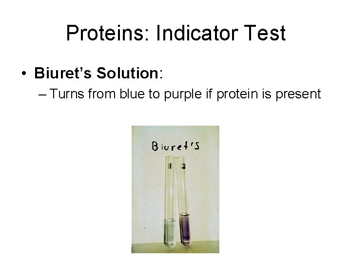 Proteins: Indicator Test • Biuret’s Solution: – Turns from blue to purple if protein