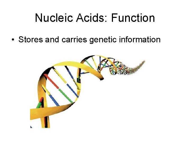Nucleic Acids: Function • Stores and carries genetic information 