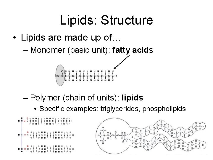 Lipids: Structure • Lipids are made up of… – Monomer (basic unit): fatty acids