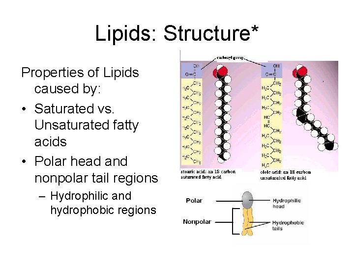 Lipids: Structure* Properties of Lipids caused by: • Saturated vs. Unsaturated fatty acids •
