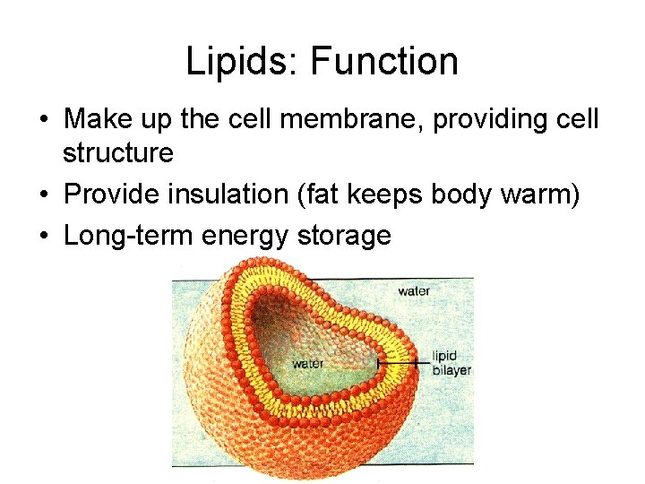 Lipids: Function • Make up the cell membrane, providing cell structure • Provide insulation