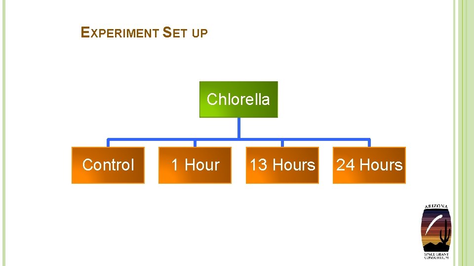 EXPERIMENT SET UP Chlorella Control 1 Hour 13 Hours 24 Hours 